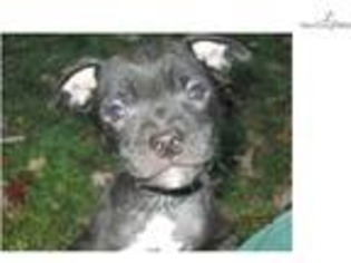 Staffordshire Bull Terrier Puppy for sale in Springfield, MO, USA