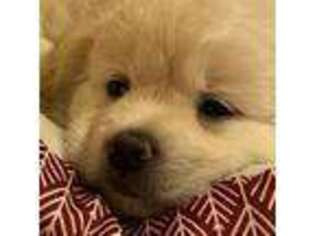 Samoyed Puppy for sale in Mililani, HI, USA