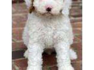 Labradoodle Puppy for sale in Hagerstown, MD, USA