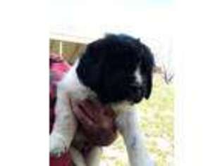 Newfoundland Puppy for sale in Waynesville, NC, USA