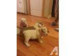 Bulldog Puppy for sale in NEW CASTLE, PA, USA