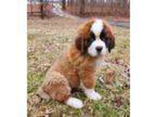 Saint Bernard Puppy for sale in Upland, IN, USA