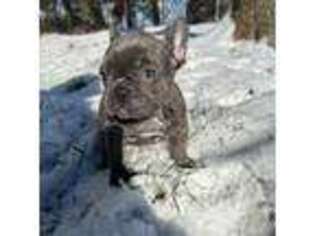 French Bulldog Puppy for sale in Sayreville, NJ, USA