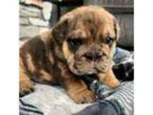 Bulldog Puppy for sale in Avon, OH, USA