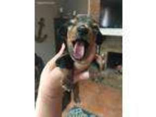 Dachshund Puppy for sale in Ingleside, TX, USA