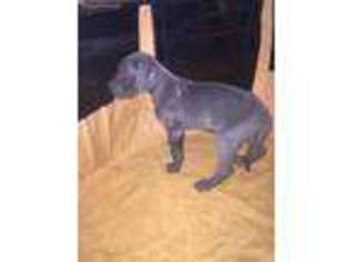 Great Dane Puppy for sale in The Plains, OH, USA