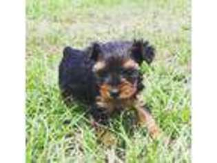 Yorkshire Terrier Puppy for sale in JAYESS, MS, USA