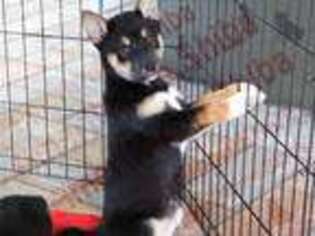 Shiba Inu Puppy for sale in Lutz, FL, USA