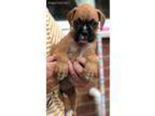 Boxer Puppy for sale in Kalamazoo, MI, USA