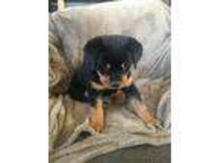 Rottweiler Puppy for sale in Grayling, MI, USA
