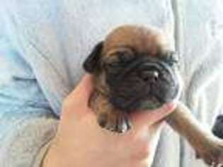 Miniature Bulldog Puppy for sale in Rapid City, SD, USA