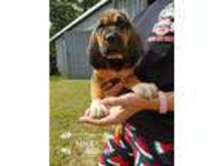 Bloodhound Puppy for sale in Laurel, DE, USA
