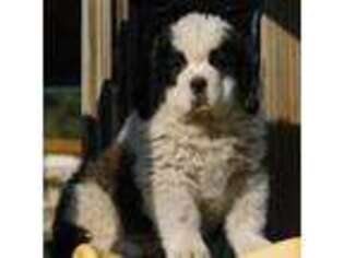 Saint Bernard Puppy for sale in Sumner, MI, USA