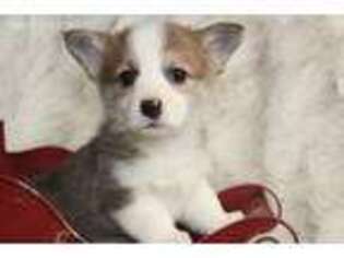 Pembroke Welsh Corgi Puppy for sale in Elkhart, IN, USA