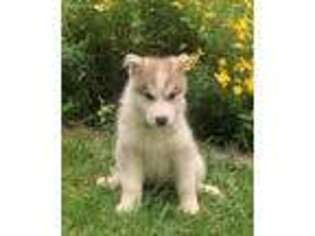 Siberian Husky Puppy for sale in New Springfield, OH, USA