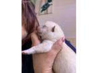 Shiba Inu Puppy for sale in Norco, CA, USA