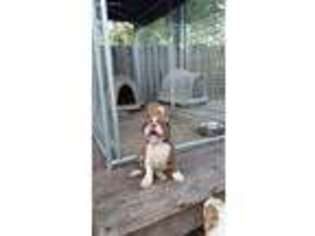 Alapaha Blue Blood Bulldog Puppy for sale in Prince George, VA, USA
