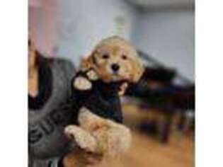 Mutt Puppy for sale in Lewisville, TX, USA