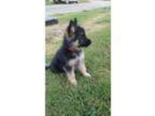 German Shepherd Dog Puppy for sale in Barnsdall, OK, USA
