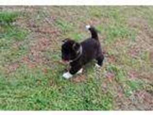 Akita Puppy for sale in Franklinton, NC, USA