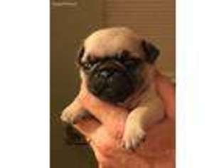 Pug Puppy for sale in Dunnellon, FL, USA