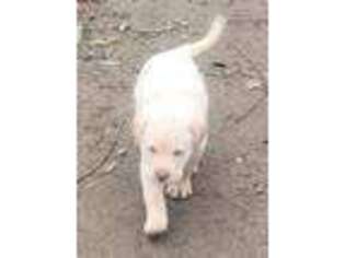 Labrador Retriever Puppy for sale in Manteca, CA, USA