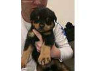 Rottweiler Puppy for sale in Angier, NC, USA