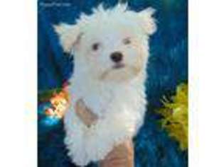 Maltese Puppy for sale in Alba, TX, USA