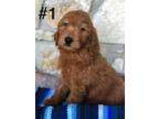 Goldendoodle Puppy for sale in Azle, TX, USA