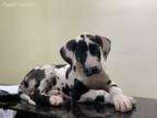 Great Dane Puppy for sale in Miami, FL, USA