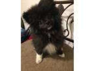 Pomeranian Puppy for sale in Charlotte Hall, MD, USA