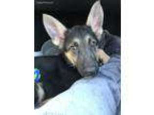 German Shepherd Dog Puppy for sale in Vista, CA, USA