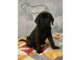 Mastiff Puppy for sale in Rainbow City, AL, USA