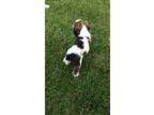 English Springer Spaniel Puppy for sale in Leland, IL, USA