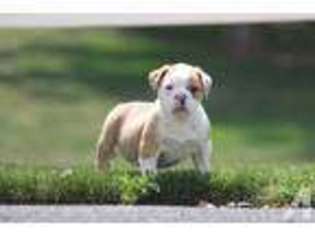 Olde English Bulldogge Puppy for sale in ALTA LOMA, CA, USA