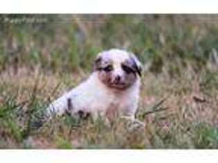 Miniature Australian Shepherd Puppy for sale in Peculiar, MO, USA