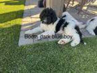 Labradoodle Puppy for sale in Redlands, CA, USA