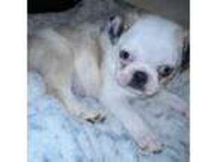Pug Puppy for sale in Mount Gilead, OH, USA