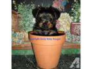 Yorkshire Terrier Puppy for sale in GREENFIELD, OH, USA