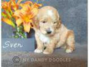 Goldendoodle Puppy for sale in Medina, NY, USA