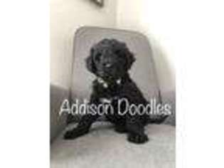 Labradoodle Puppy for sale in Murrayville, GA, USA