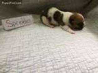 Pembroke Welsh Corgi Puppy for sale in Lincolnton, NC, USA