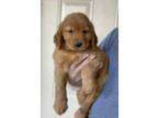 Golden Retriever Puppy for sale in Winton, CA, USA