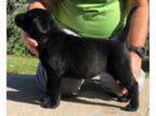 Labrador Retriever Puppy for sale in Hawarden, IA, USA