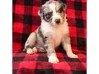 Australian Shepherd Puppy for sale in Westcliffe, CO, USA