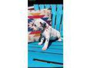 Dalmatian Puppy for sale in Fort Myers, FL, USA