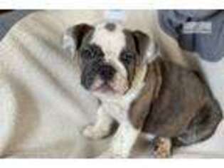 Bulldog Puppy for sale in Boston, MA, USA