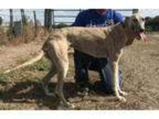 Greyhound Puppy for sale in Kensington, KS, USA