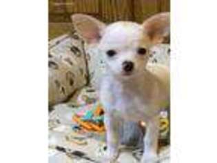 Chihuahua Puppy for sale in Dallas, GA, USA