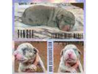 Great Dane Puppy for sale in Loris, SC, USA